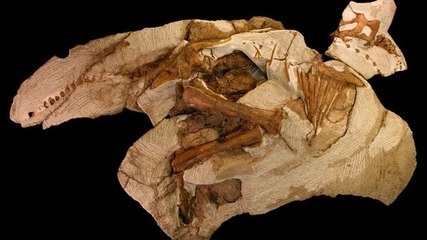 Dinosaure : un squelette de bébé Parasaurolophus découvert par un lycéen américain