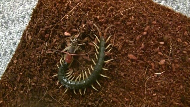 Un antidouleur prometteur caché dans le venin d'un mille-pattes asiatique