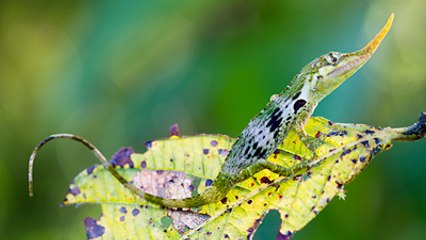 Le lézard Pinocchio repointe son nez après avoir disparu pendant 50 ans