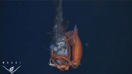 Un impressionnant combat sous-marin entre un petit calmar et un poisson