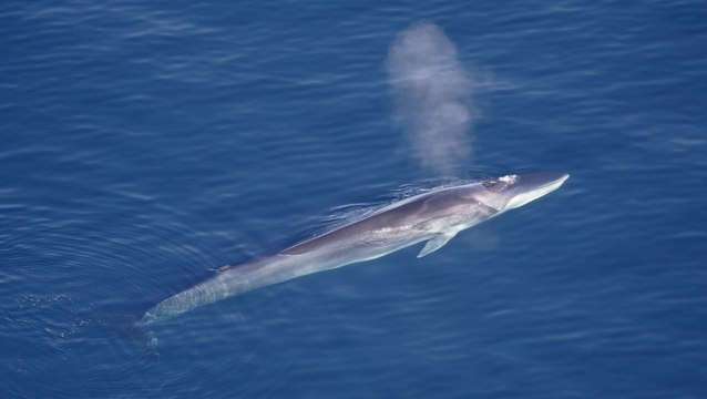Les secrets du rorqual de Bryde dévoilés grâce à des analyses ADN