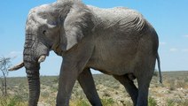 Surprise : d’instinct, l’éléphant sait suivre une direction pointée du doigt par un humain