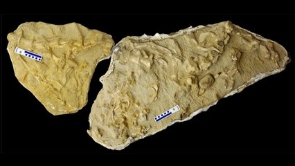 Le mosasaure, un impressionant reptile cannibale avec un gros appétit