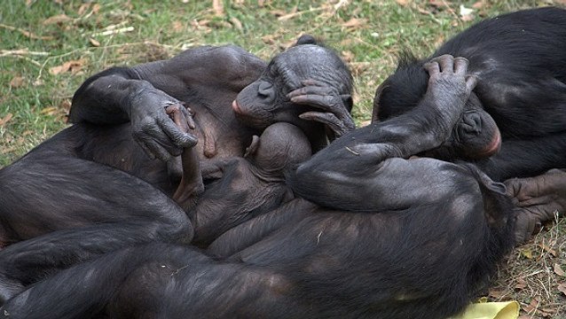 Les bonobos se réconfortent entre eux pour se remettre de leurs émotions