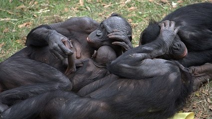Les bonobos se réconfortent entre eux pour se remettre de leurs émotions