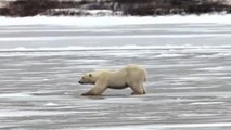 Suivez en direct la migration des ours polaires au Canada