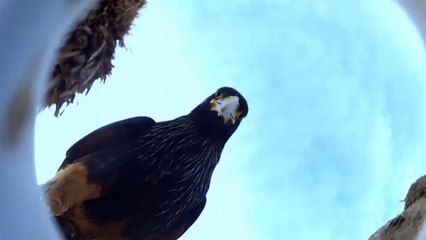 Un rapace s'empare d’une caméra et filme une colonie de manchots