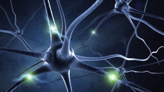 Mémoire : la formation des souvenirs observée pour la première fois dans le cerveau