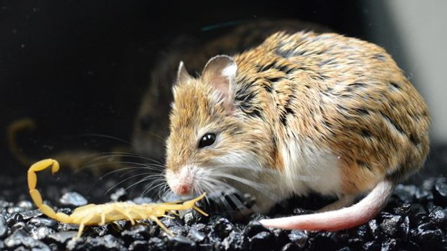 La souris sauterelle ne craint plus le venin de scorpion