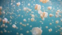 Le lac aux Méduses, un incroyable lieu pour nager parmi des millions de méduses