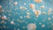 Le lac aux Méduses, un incroyable lieu pour nager parmi des millions de méduses
