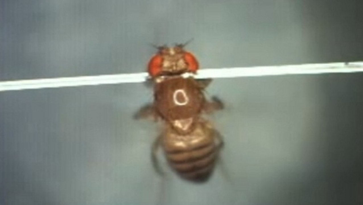 Observer le cerveau de mouches vivantes grâce à une nouvelle méthode laser