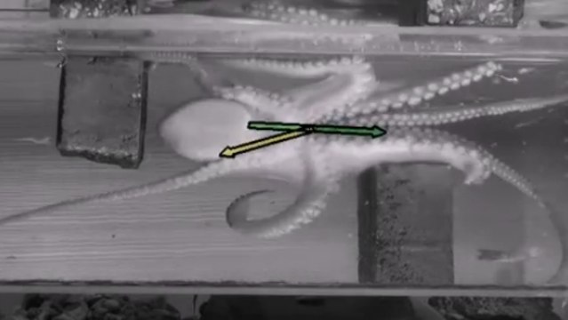 Les fascinantes capacités de déplacement des pieuvres