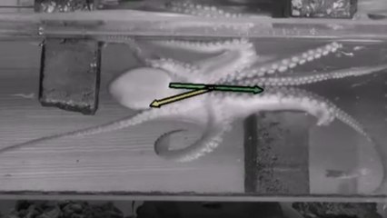 Les fascinantes capacités de déplacement des pieuvres