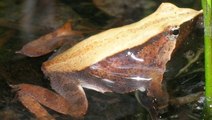 Les 'grenouilles de Darwin' sont-elles sur la voie de l'extinction ?