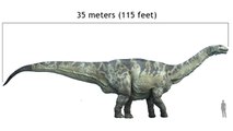 Comment l'Argentinosaurus, l'un des plus grands dinosaures connus, se déplaçait-il ?