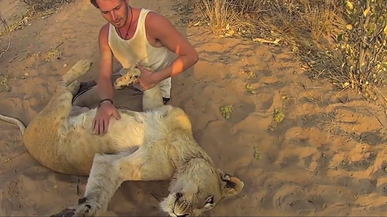 Une lionne sauvage développe une incroyable affection pour ses deux sauveteurs