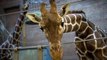 Un girafon en bonne santé euthanasié au zoo de Copenhague
