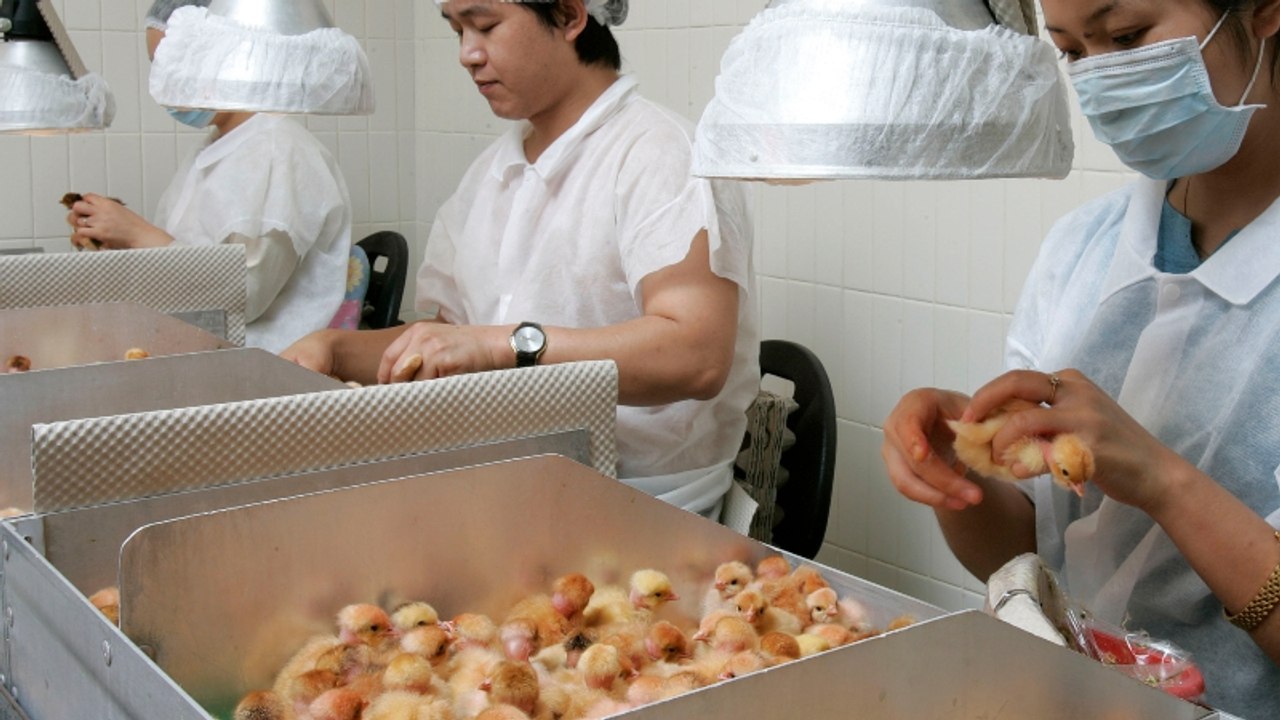 Küken-Schreddern: Deutsches Gericht spricht umstrittenes Urteil