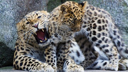 Les images inédites d'un léopard de l'Amour et ses deux petits en Chine
