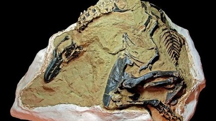 Deux impressionnants squelettes de dinosaures bientôt mis aux enchères
