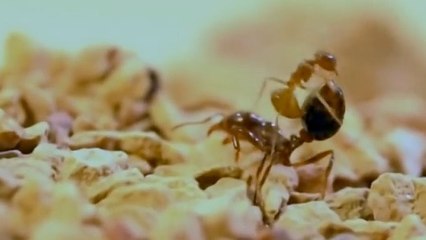 Pour combattre, ces fourmis utilisent un étonnant arsenal chimique