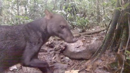 Une espèce de chien sauvage extrêmement rare filmée en Amazonie