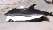 Des vacanciers sauvent un petit dauphin sur une plage de Floride