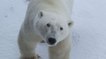Google Maps : explorez la terre des ours polaires depuis votre canapé