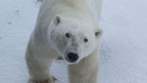 Google Maps : explorez la terre des ours polaires depuis votre canapé