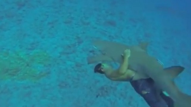 Le 'shark-riding', la nouvelle tendance qui menace les requins