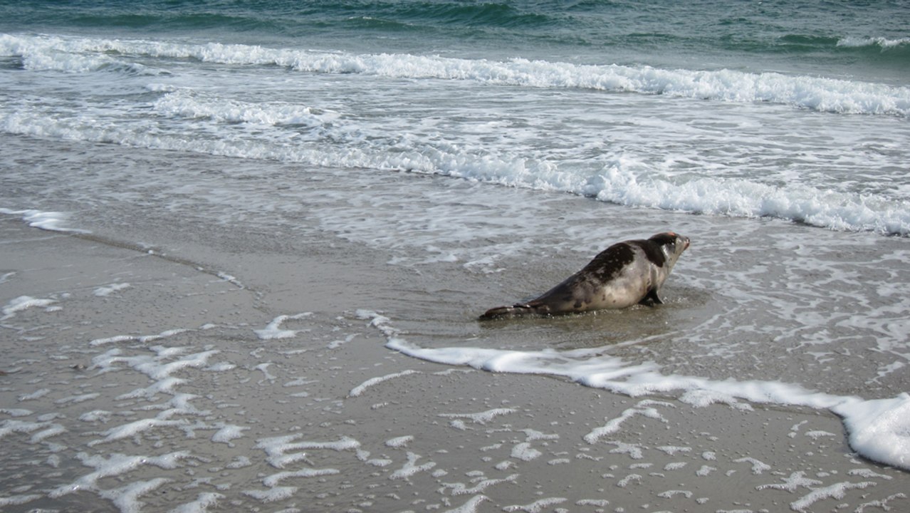 Un phoque retrouve sa liberté après un mois de remise en forme