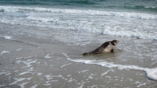 Un phoque retrouve sa liberté après un mois de remise en forme