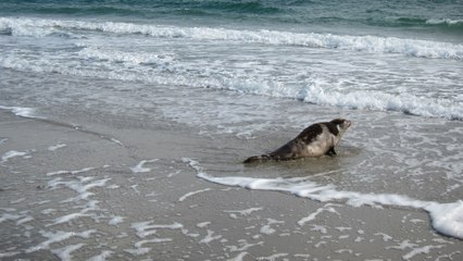 Un phoque retrouve sa liberté après un mois de remise en forme