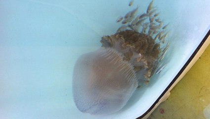 Une méduse mortelle observée pour la première fois depuis 100 ans en Australie