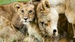 Lions : le difficile parcours des mâles pour survivre jusqu'à l'âge adulte