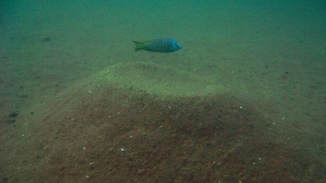 Pour séduire les femelles, certains poissons construisent... des châteaux de sable