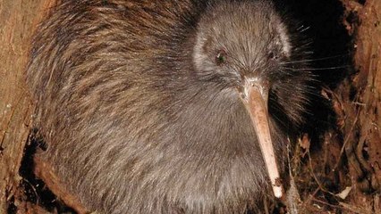 Et si le kiwi de Nouvelle-Zélande provenait d’Australie ?