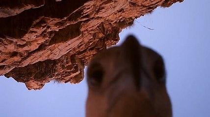 Un aigle vole une caméra et se filme en plein vol en Australie
