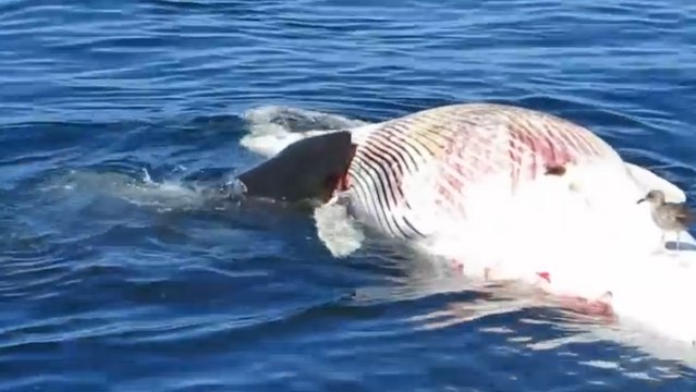 Des grands requins blancs dévorent la carcasse d'une baleine
