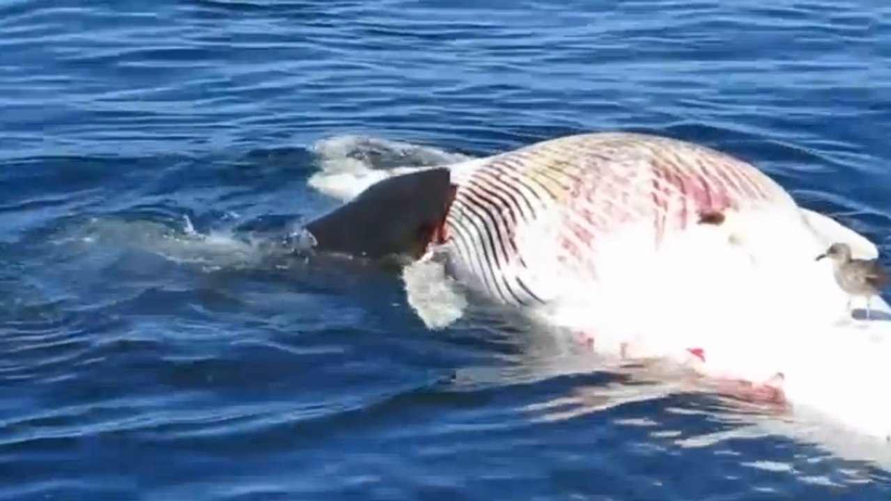 Des grands requins blancs dévorent la carcasse d'une baleine