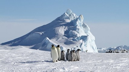 Comment les animaux se protègent-ils du froid ?