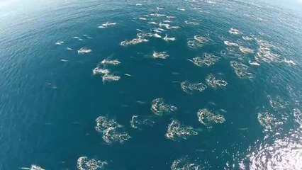 Un magnifique voyage au-dessus de milliers de dauphins