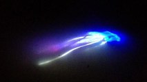 Une étrange créature luminescente observée au Royaume-Uni intrigue les chercheurs