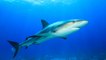 Devenez 'ambassadeur des requins' pour sensibiliser à la cause des squales