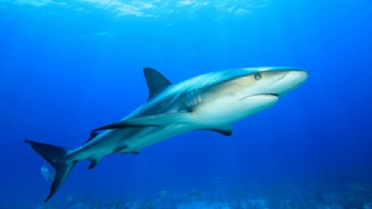 Devenez 'ambassadeur des requins' pour sensibiliser à la cause des squales