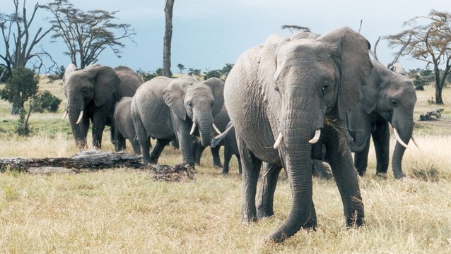 L'éléphant peut savoir si un homme est dangereux rien qu'en l'écoutant