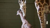L'impressionnante naissance d'un bébé girafe filmée dans un zoo australien