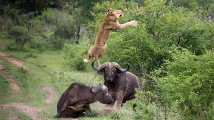Un buffle fait voltiger un lion à coup de corne pour défendre l'un des siens