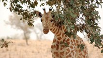 Espèce menacée : bonne nouvelle pour les girafes du Niger